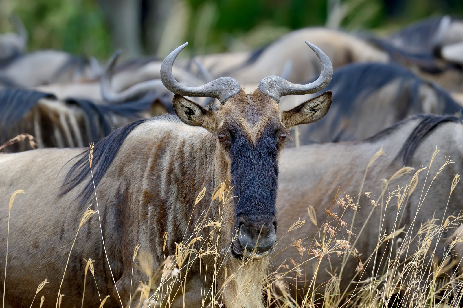 4-Day Tanzania Safari Extension: Explore Two Northern Parks